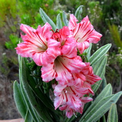 Lobostemon belliformis