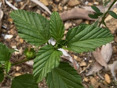 Malvastrum coromandelianum