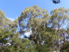Eucalyptus elata