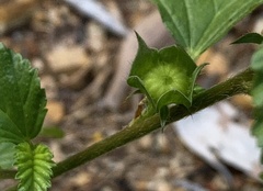 Malvastrum coromandelianum