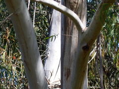 Eucalyptus elata