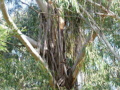 Eucalyptus elata