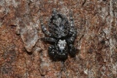 Salpesia