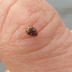 Peltoschema hamadryas