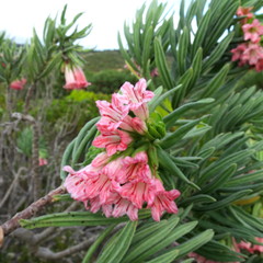 Lobostemon belliformis