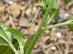 Malvastrum coromandelianum