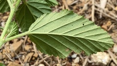 Malvastrum coromandelianum