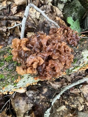 Phaeotremella