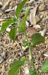 Malvastrum coromandelianum
