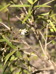 Leucopogon pimeleoides