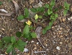 Malvastrum coromandelianum