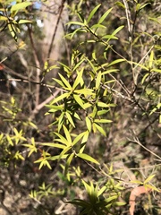 Leucopogon pimeleoides