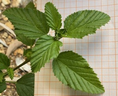 Malvastrum coromandelianum