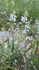Veronica austriaca