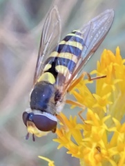 Syrphus currani