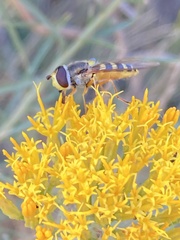Syrphus currani