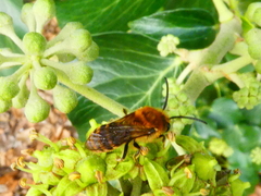 Colletes hederae