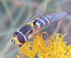 Syrphus currani