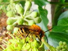 Colletes hederae