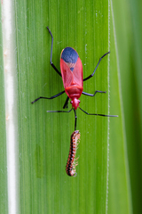 Dindymus sanguineus