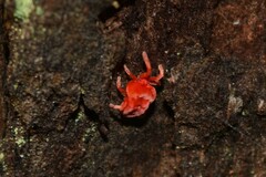 Trombidioidea