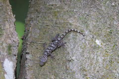Gekko chinensis