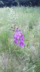 Verbascum phoeniceum