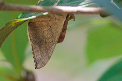 Oxyodes scrobiculata
