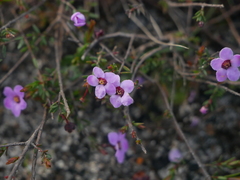 Euryomyrtus ramosissima