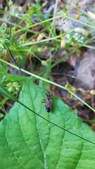 Himacerus mirmicoides