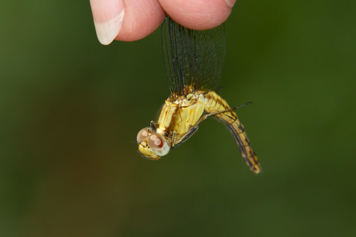 Plateau Dragonlet