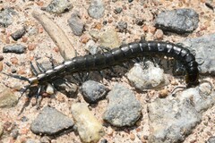 Cormocephalus esulcatus