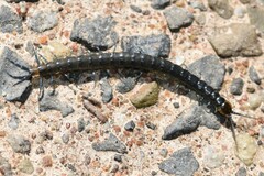 Cormocephalus esulcatus