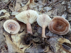 Lactarius quietus incanus