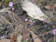 Euryomyrtus ramosissima
