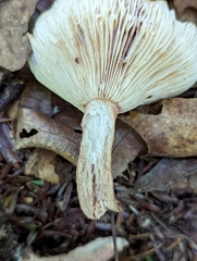 Lactarius quietus incanus