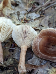 Lactarius quietus incanus