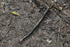 Cormocephalus esulcatus