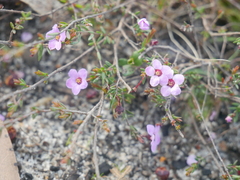 Euryomyrtus ramosissima