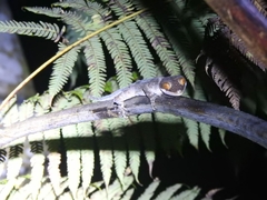 Cyrtodactylus irianjayaensis