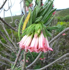 Lobostemon belliformis