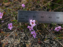 Euryomyrtus ramosissima