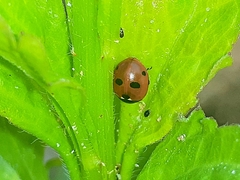 Coccinella quinquepunctata