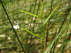 Lobelia stenophylla