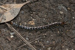 Cormocephalus esulcatus