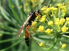 Ctenichneumon panzeri