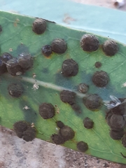 Aulographina eucalypti