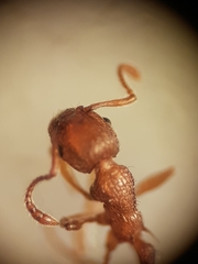 Myrmica specioides