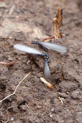 Reticulitermes hesperus