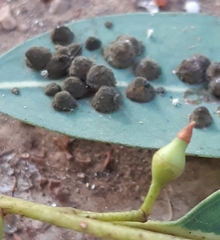 Aulographina eucalypti